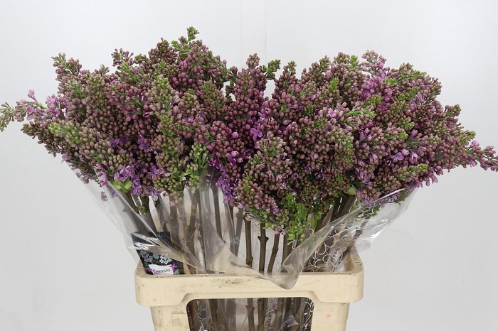 <h4>Lilac Vulg Ruhm Von Horstenstein</h4>