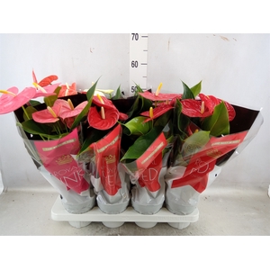 Anthurium   ...mix