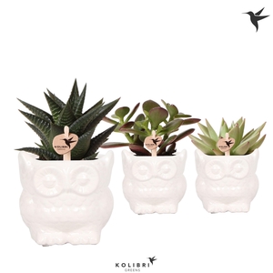 Kolibri Greens Succulenten mix in Owl pot white