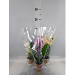 Phalaenopsis  'Elegant Cascade'