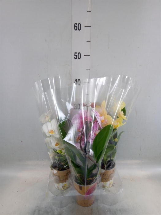 <h4>Phalaenopsis  'Elegant Cascade'</h4>