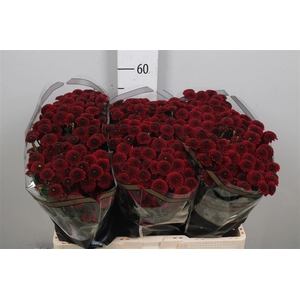 Chr S Aaa Purpet Red