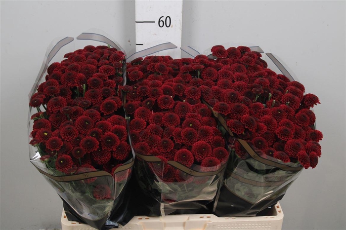 <h4>Chr S Aaa Purpet Red</h4>