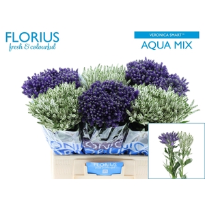 VERON SMART AQUA GEM