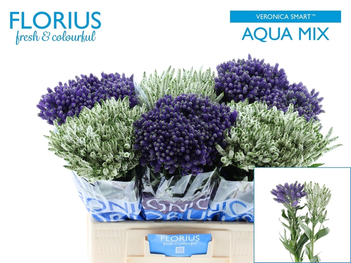 <h4>VERON SMART AQUA GEM</h4>