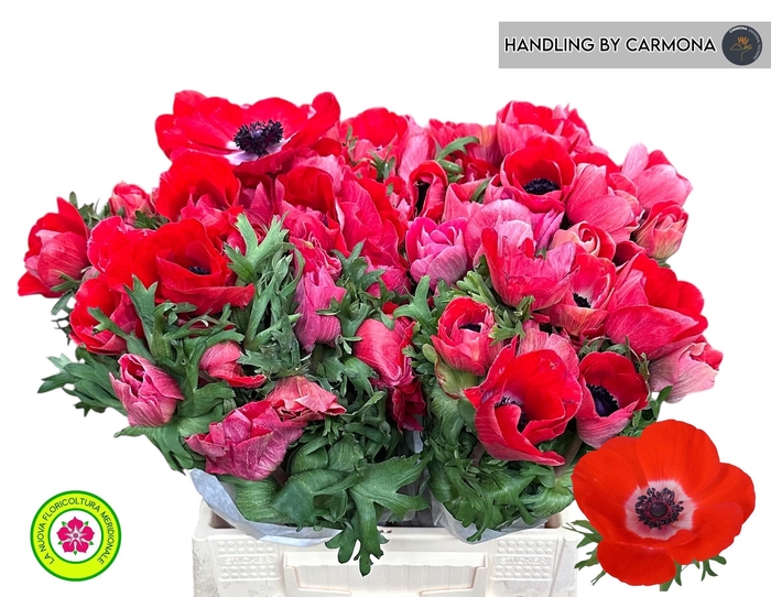 <h4>ANEM CO MIS + RED</h4>