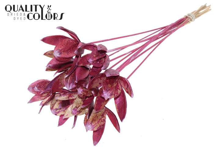 Wild Lilly on stem Metallic Pink