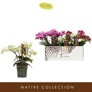 Phalaenopsis Multifloratypes gemengd 3 kleuren