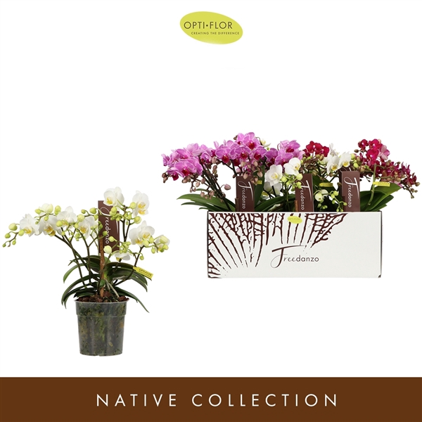 <h4>Phalaenopsis Multifloratypes gemengd 3 kleuren</h4>