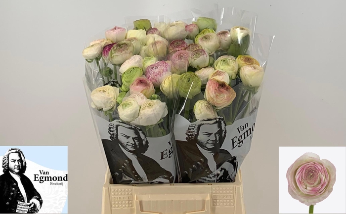 <h4>RAN AAZUR PI STRIPE</h4>