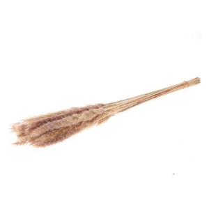 Bunch Fluffy Pampas 70g L70