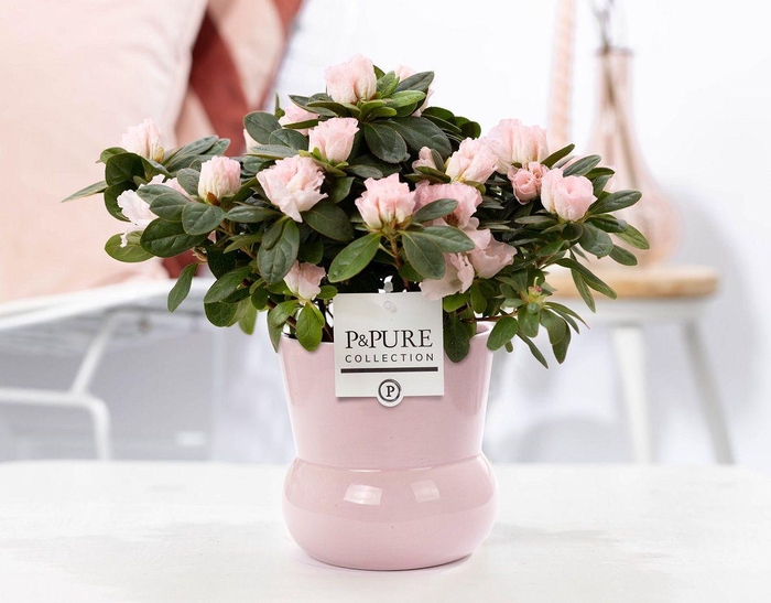 <h4>1st class Azalea pink in P&PURE Plant Vase Maxima pink</h4>