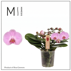 Phalaenopsis Muse Pink 25+ - 12cm | Mimesis