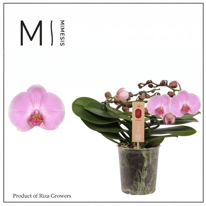 <h4>Phalaenopsis Muse Pink 25+ - 12cm | Mimesis</h4>