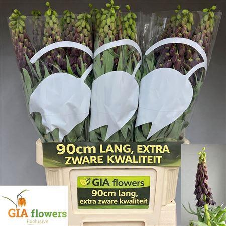 <h4>Frit Persica</h4>