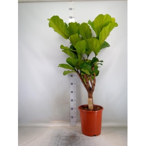Ficus lyrata