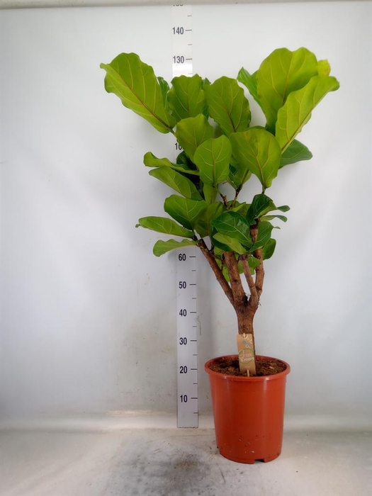 <h4>Ficus lyrata</h4>