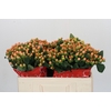 Hypericum Mellow Romance
