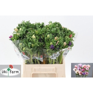 ANEM CO GALIL PASTEL