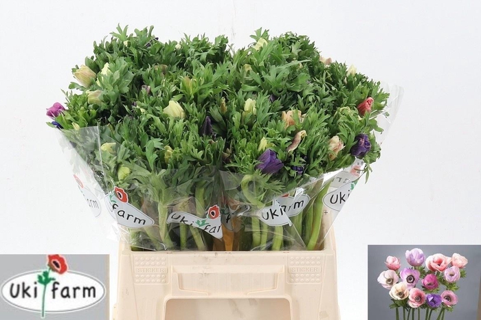 <h4>ANEM CO GALIL PASTEL</h4>