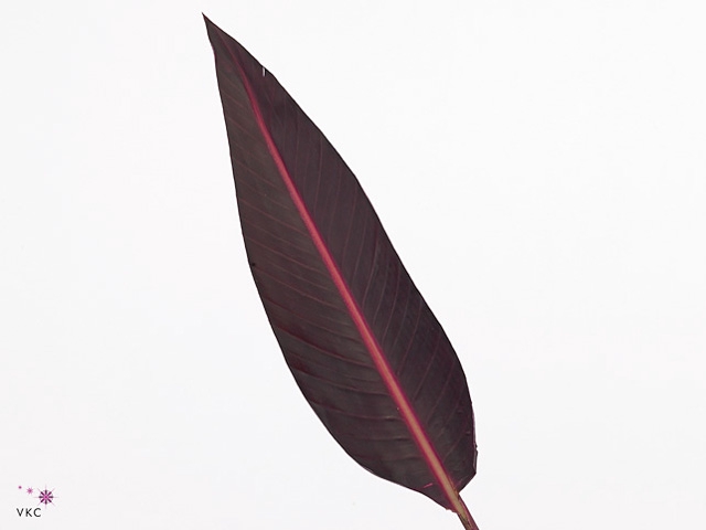 Strelitzia Leaf Klb Pink Metallic