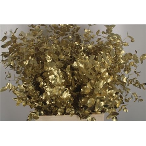 Euca Cinerea Gold Per Bunch 400 Gram