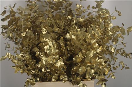 <h4>Euca Cinerea Gold Per Bunch 400 Gram</h4>