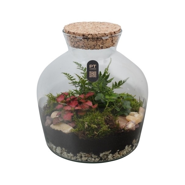 <h4>PTTER8111 Arrangement terrarium in glazen terrarium</h4>