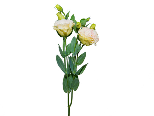 LISIANTHUS ECHO CHAMPAGNE 070 CM MIN 500 GRAMAS CHAMPAGNE/CREME