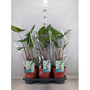 Alocasia zebrina