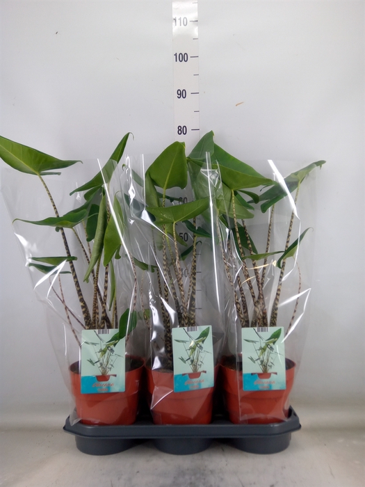 <h4>Alocasia zebrina</h4>