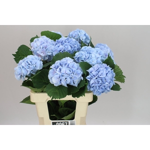 Hyd Lolly Pop Blue