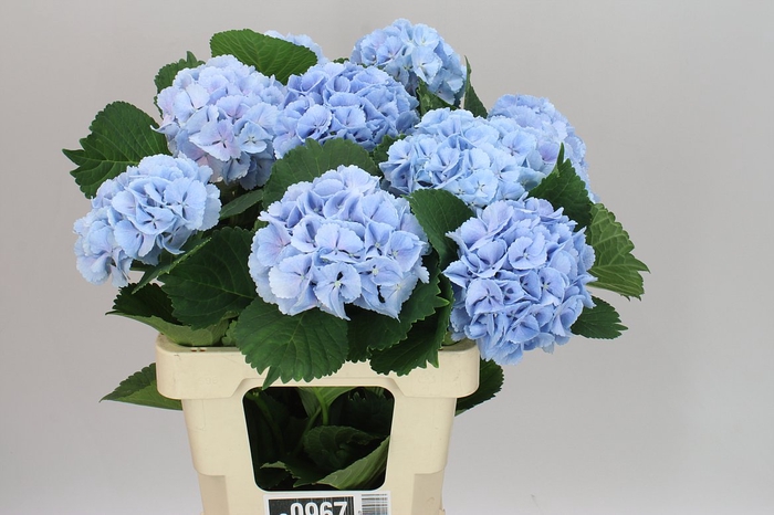 <h4>Hyd Lolly Pop Blue</h4>
