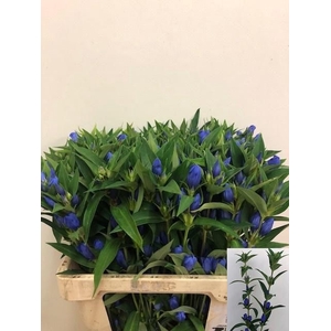 GENTI JUST BLUE