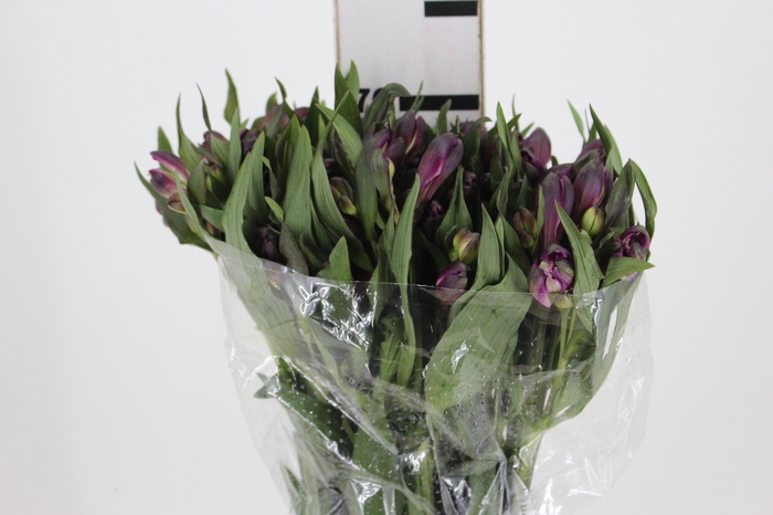 <h4>ALSTROEMERIA YAMUNA 070 CM</h4>
