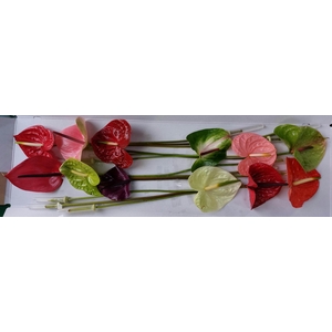 Anthurium Mix Simply Red