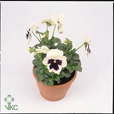 Viola wr. 'Colossus White wBlotch'