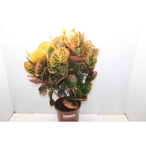 CROTON NECTARINE P23