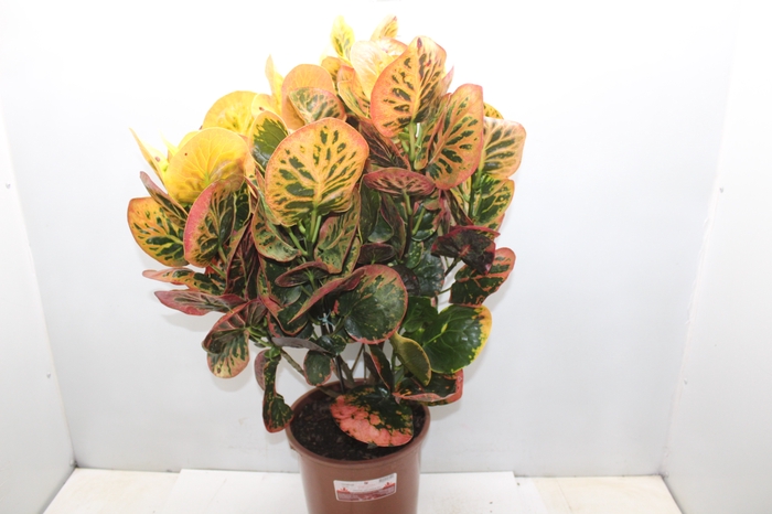 <h4>CROTON NECTARINE P23</h4>