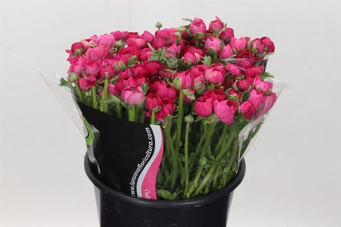 <h4>Ran Elegance Hot Pink</h4>