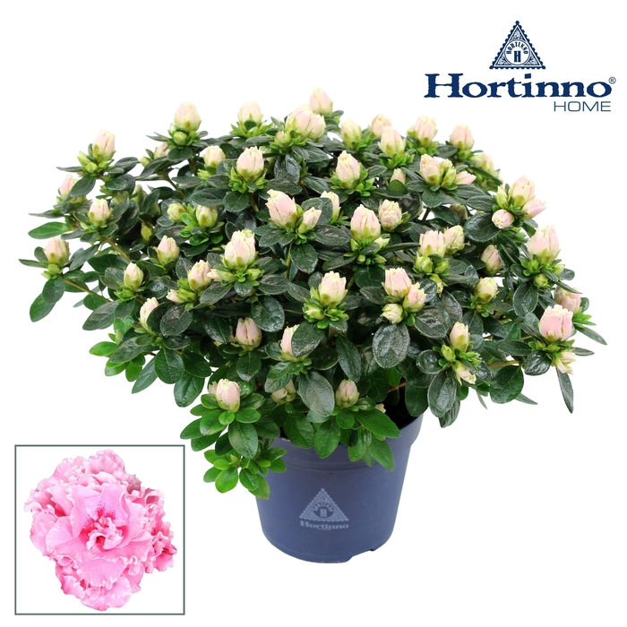 <h4>Hortinno® Home 'classic bicolor' 25 - 27 cm</h4>