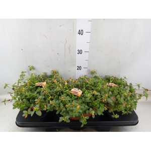 Portulaca   ...