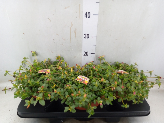 <h4>Portulaca   ...</h4>