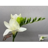 Freesia enk Avenue