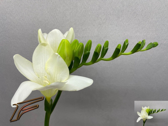 Freesia enk Avenue