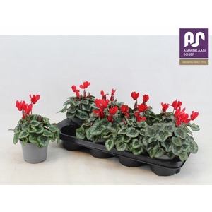 CYCL METIS DECORA RED P12