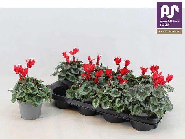 <h4>CYCL METIS DECORA RED P12</h4>