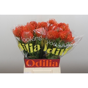 Nutans Ayoba Mandarin Zest
