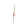 GLADIOLO 080 CM VERMELHO
