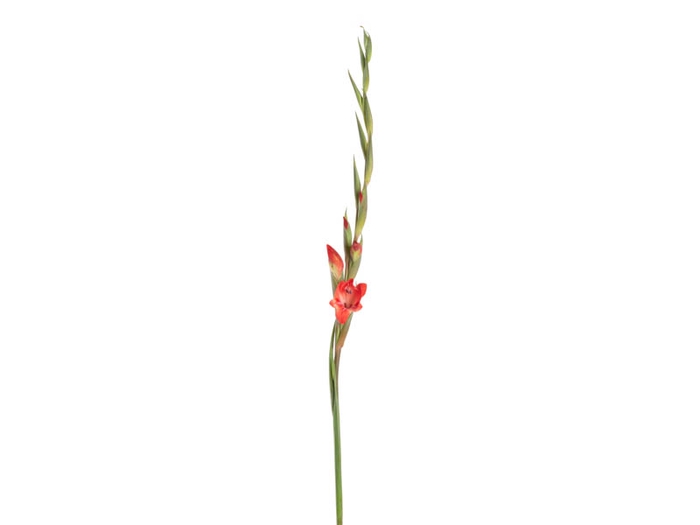 GLADIOLO 080 CM VERMELHO